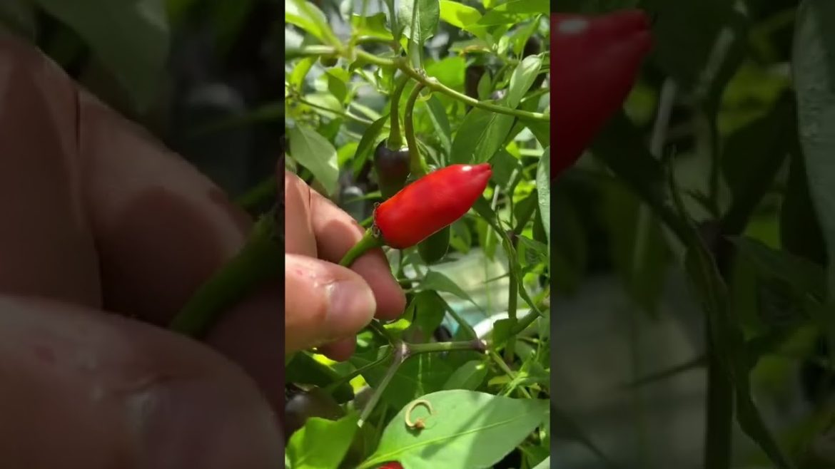 #shorts  #garden #gardening #gardentour #gardener #gardens #harvest #harvesting #organic #planting