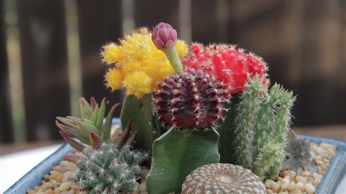 Pretty Cactus Container Garden