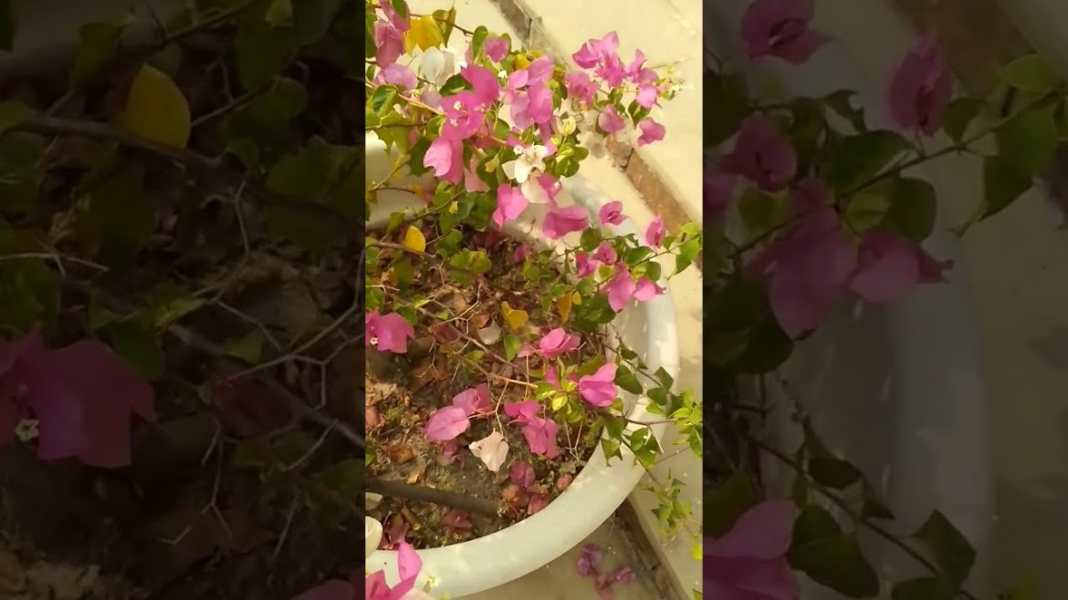 Bougainvillea | Bougainville Bonsai | Vikas Gardening  | #shorts #bougainvillea