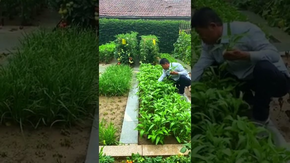 October 2022 Tips for garden  at home with me
