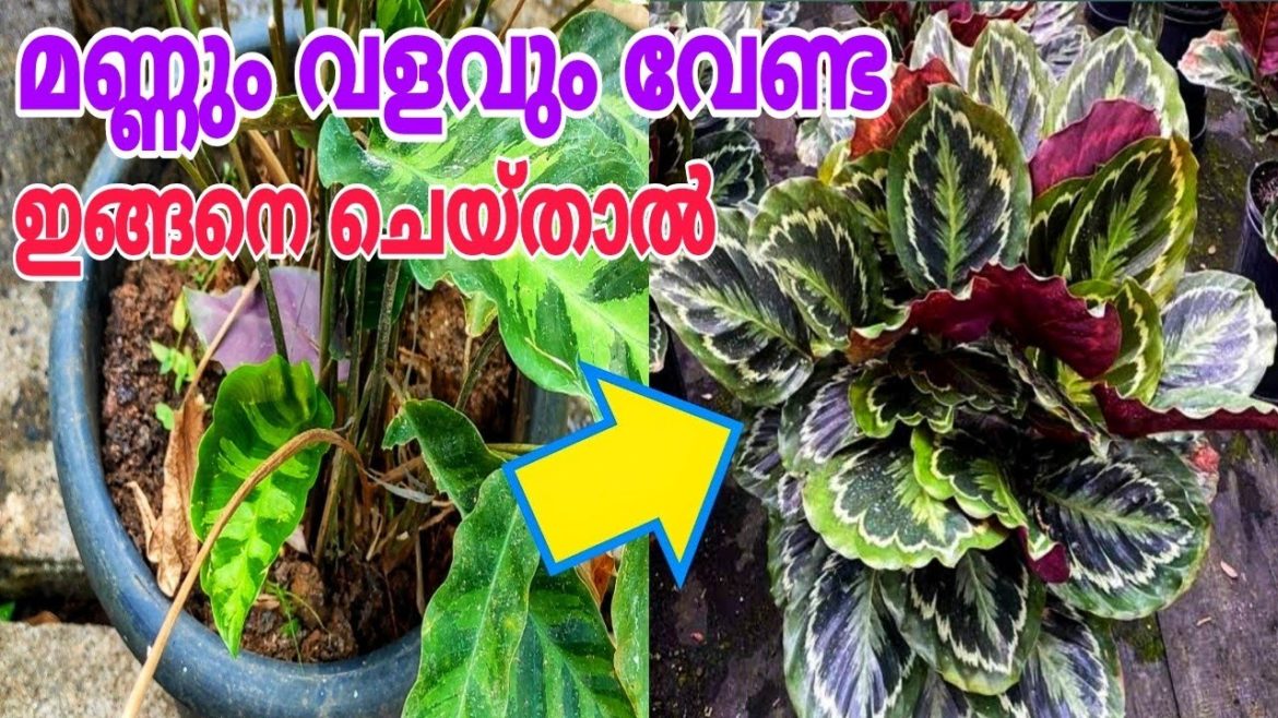 ചട്ടിയിൽ തിങ്ങി നിറയാൻ എളുപ്പവഴി Indoor gardening tips / Calathea