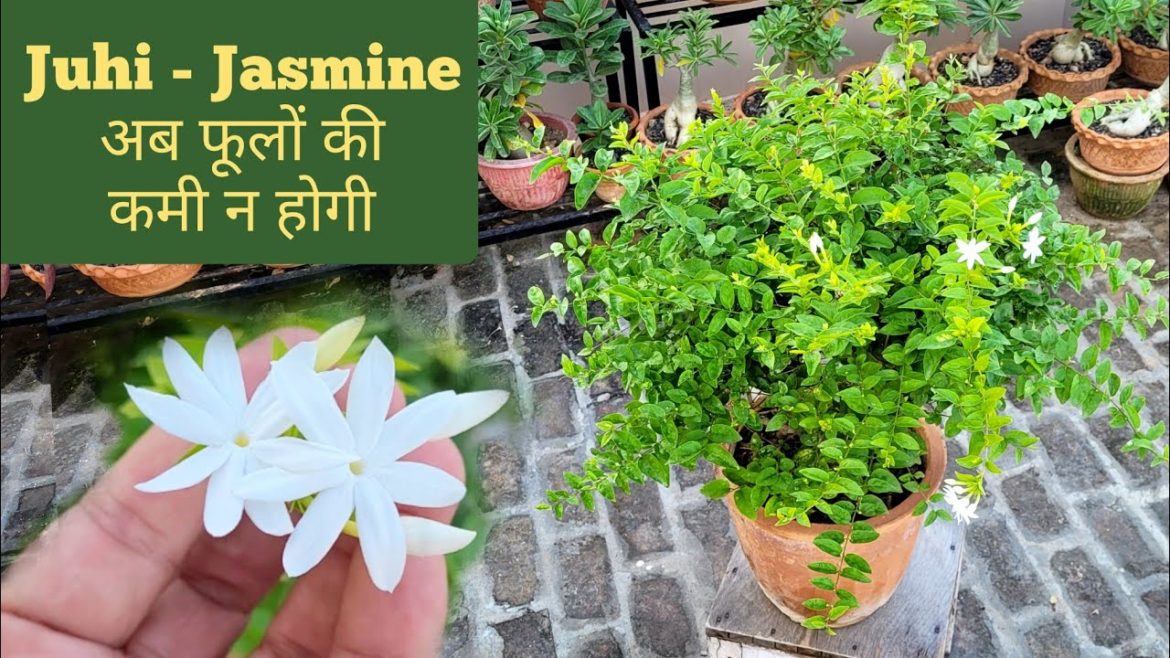 Juhi Jasmine यह चीज़ डालदो फूलों की कमी न होगी, Juhi jasmine plant care, Jasmine flower fertilizer