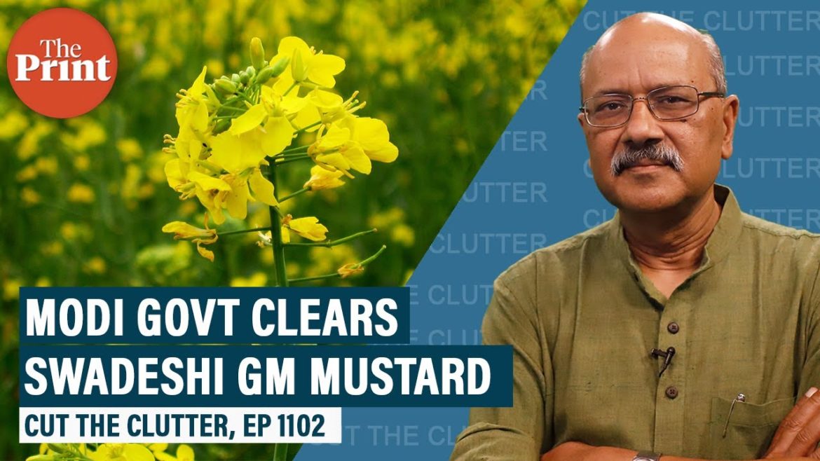 Science & benefit of GM mustard from Dr Pental’s swadeshi lab, meaning of Modi Govt clearing it