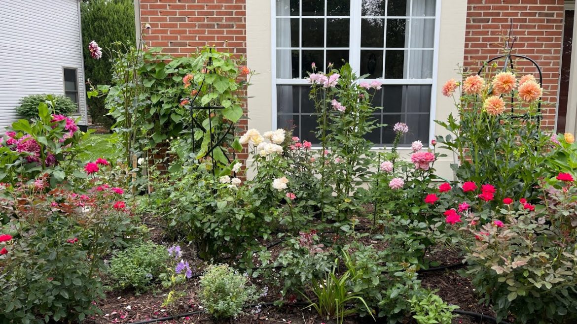 My Front Yard Garden Tour August 14, 2022 ｜我家前院花园 8/14/2022