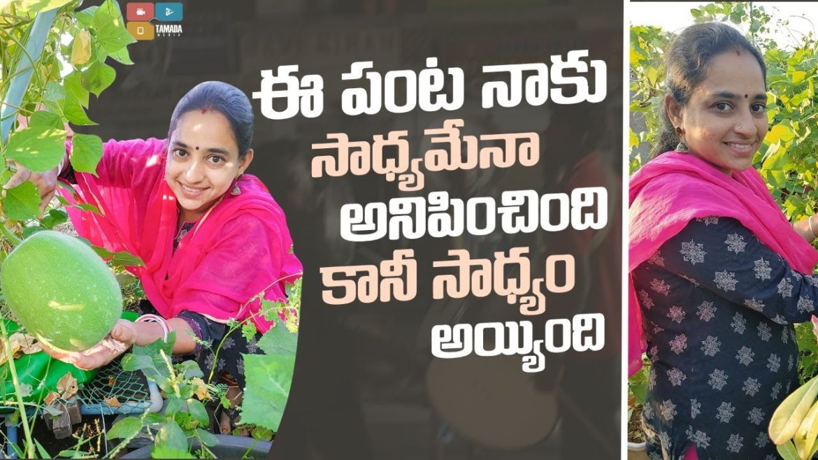 Ready for Harvest || TELUGU GARDEN VLOG
