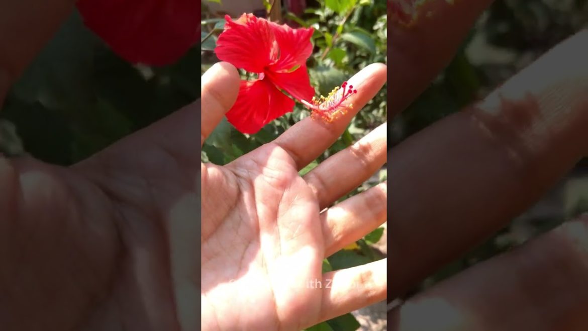 Hibiscus Flower Plant Growing Tips, Gardening Hacks |Gardening With Zubbi #viral #gardening #shorts