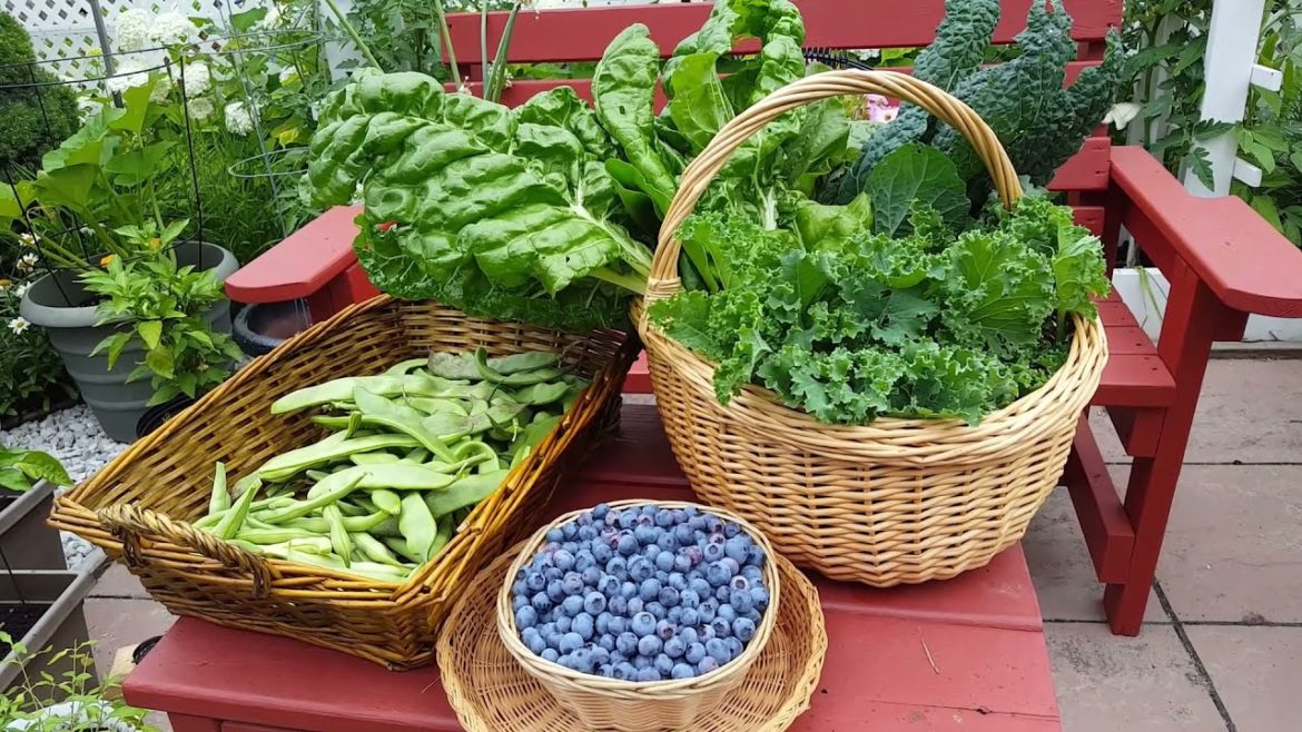 SMALL BACKYARD GARDEN | JULY ABUNDANT HARVEST | GARDENING ZONE 5A CANADA SMALL BACKYARD GARDEN | JULY ABUNDANT HARVEST | GARDENING ZONE 5A CANADA