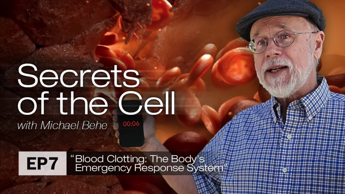 Blood Clotting: The Body’s Emergency Response System Blood Clotting: The Body’s Emergency Response System