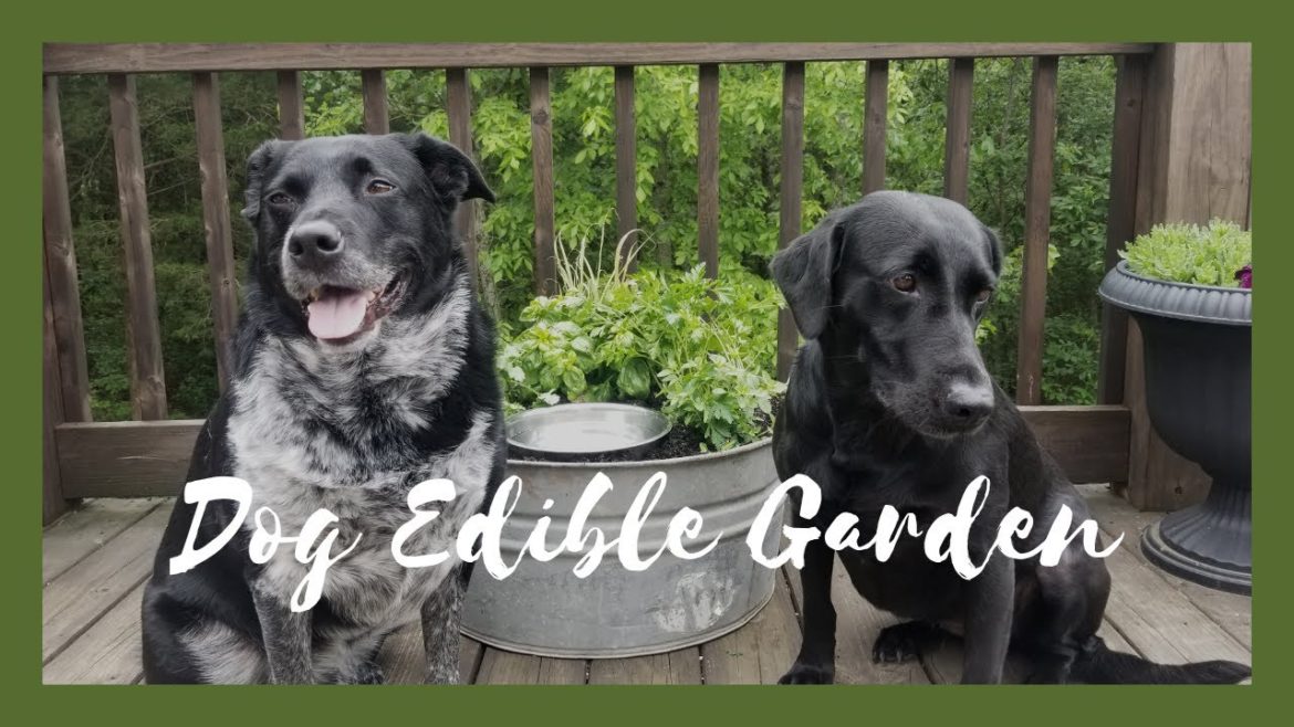 Dog Edible Garden