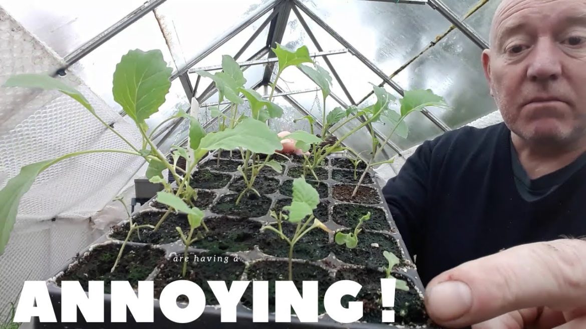 Garden Pests [Gardening Allotment UK] [Grow Vegetables At Home ]