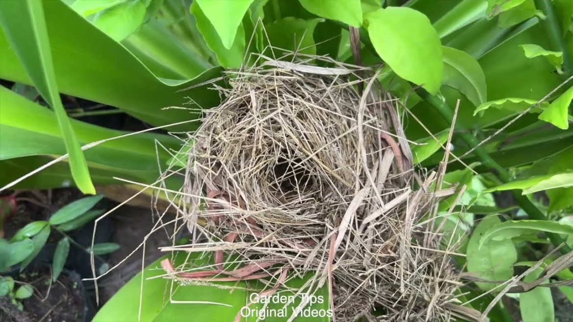 David BackBorn In WaterGarden Tips.