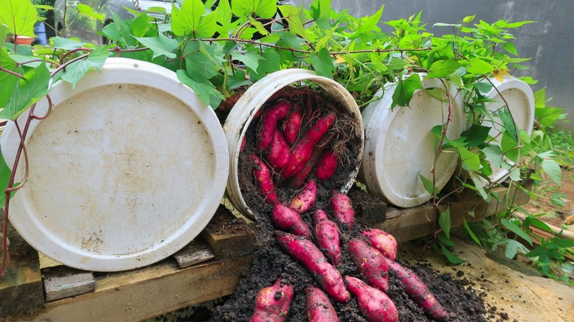 Growing Sweet Potatoes for many tubers in plastic containers without caring Growing Sweet Potatoes for many tubers in plastic containers without caring