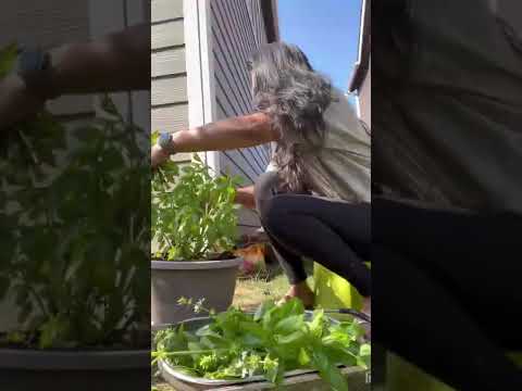 2022 Summer well spent with my backyard garden #shorts 2022 Summer well spent with my backyard garden #shorts