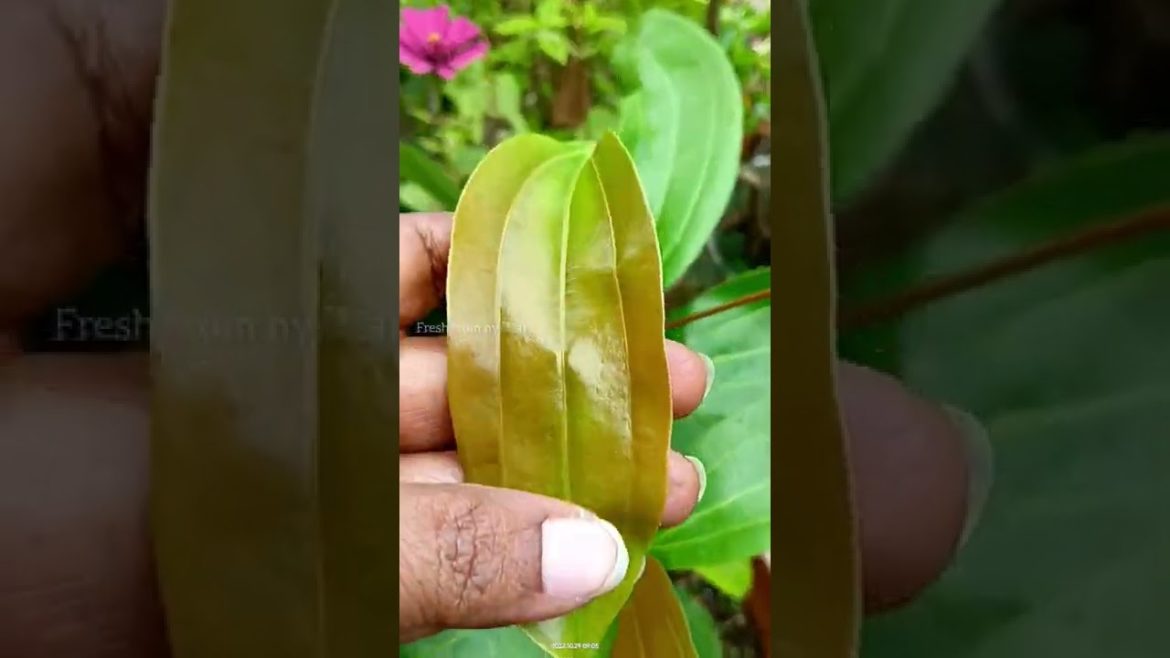 Growing Bay Leaf plant in a container
