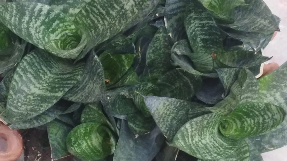 Beautiful Snake Plants Garden Design. It's really Air Purifier indoor plants. Beautiful Snake Plants Garden Design. It's really Air Purifier indoor plants.