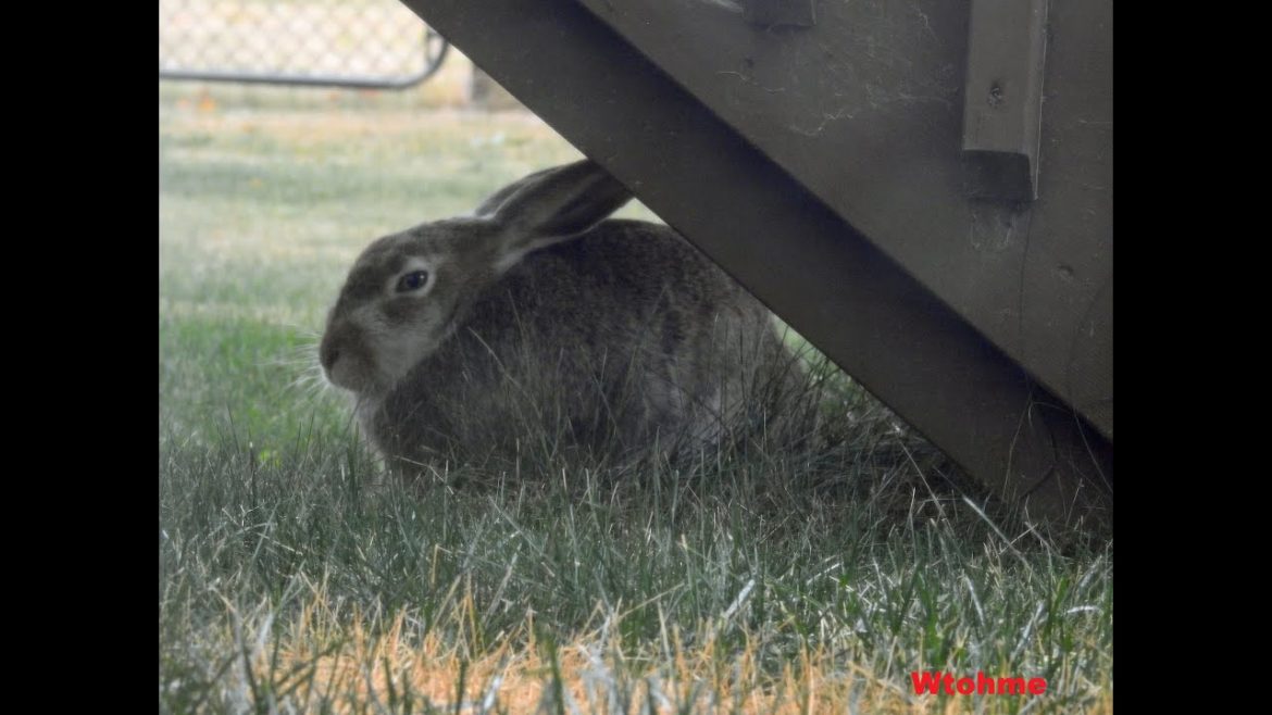 #Hares Scotch came back to the same spot in my backyard October 24 2022