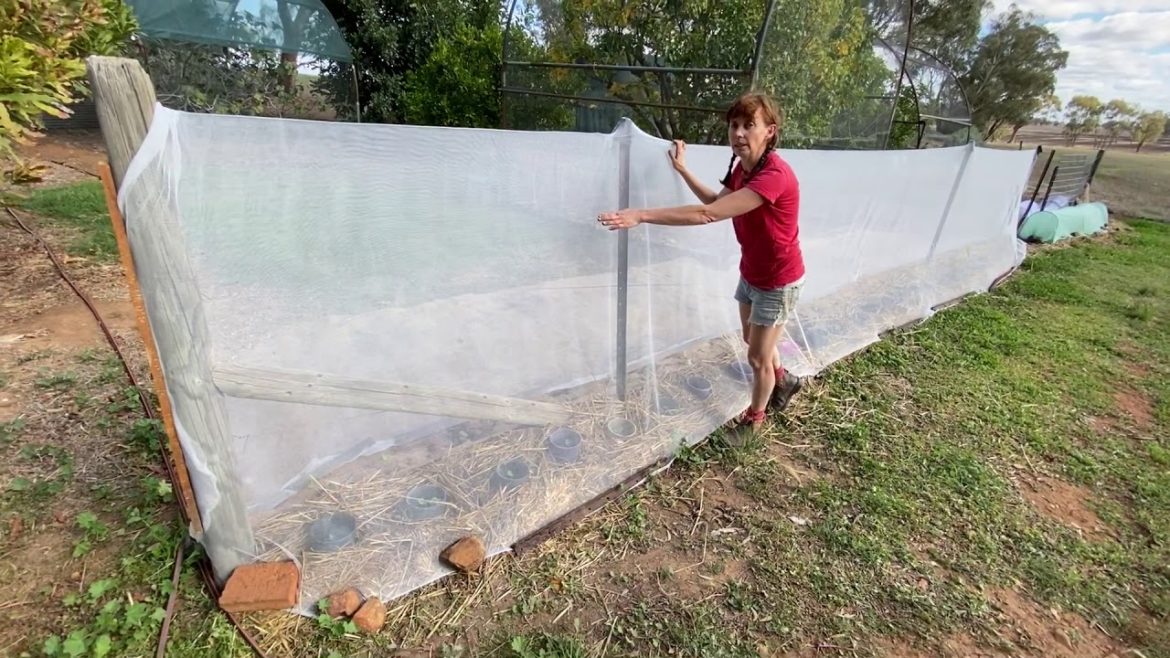 Keeping cabbage moths and pests away vegetable gardening with exclusion net & weed mat comparison.