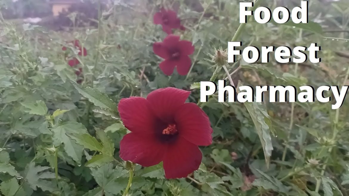 #shorts Hibiscus Radiatus | Almost Harvest Time