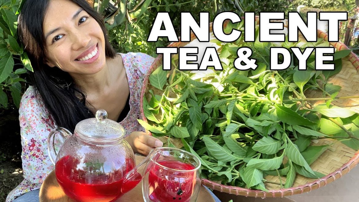 Grow This Plant For Tea & Dye! Grow This Plant For Tea & Dye!