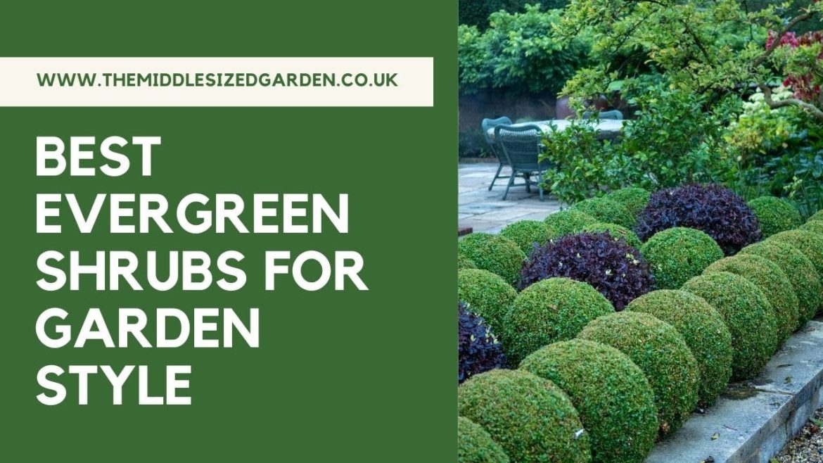 The best evergreen shrubs for clipping into shapes and simple topiary (plus 3 to avoid!) The best evergreen shrubs for clipping into shapes and simple topiary (plus 3 to avoid!)