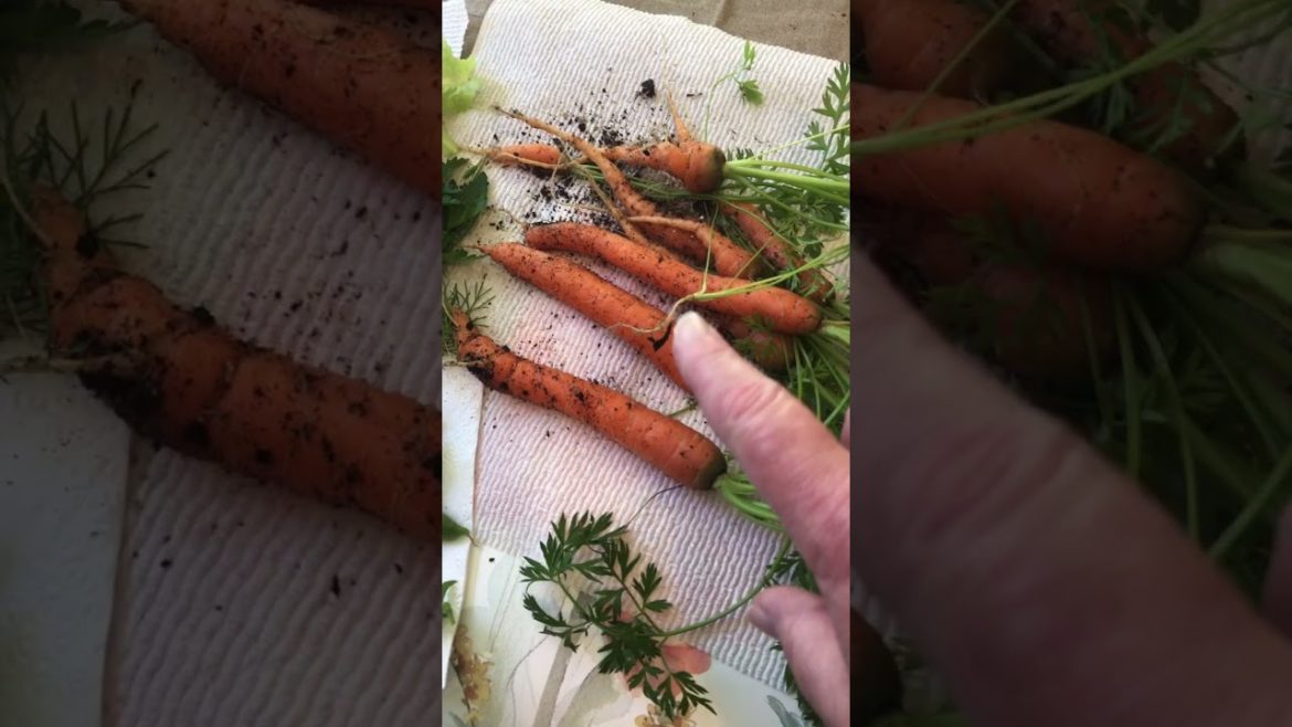 My Humble Vegetable Harvest  #shorts