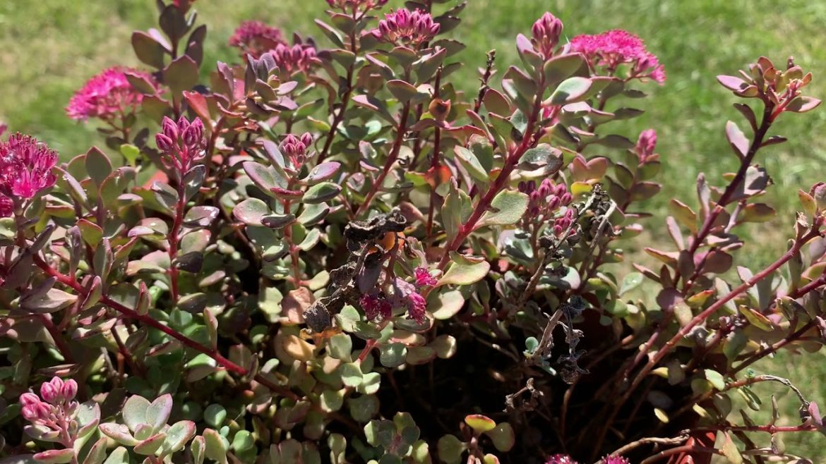 Stonecrop Sedum in a Container | Container Gardening