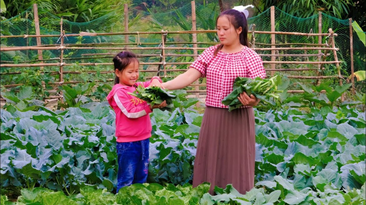 Planting ornamental plants, Weeding the cabbage vegetable garden, Harvesting rice - Ep 81