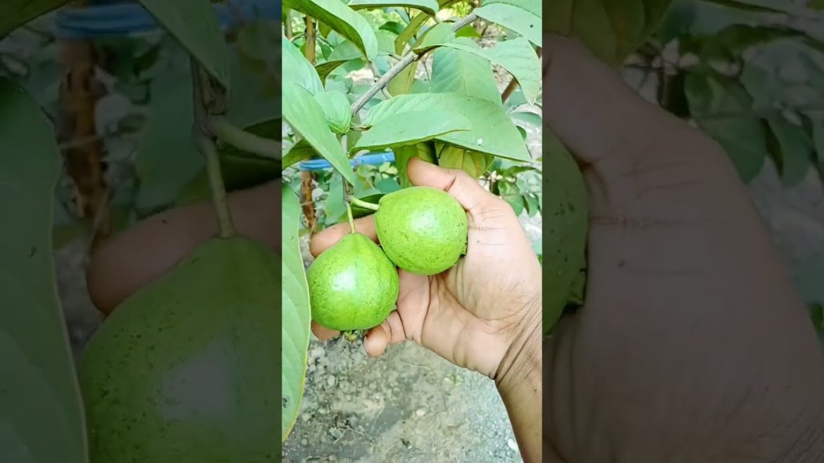 my gauva fruit tree full looks #shorts