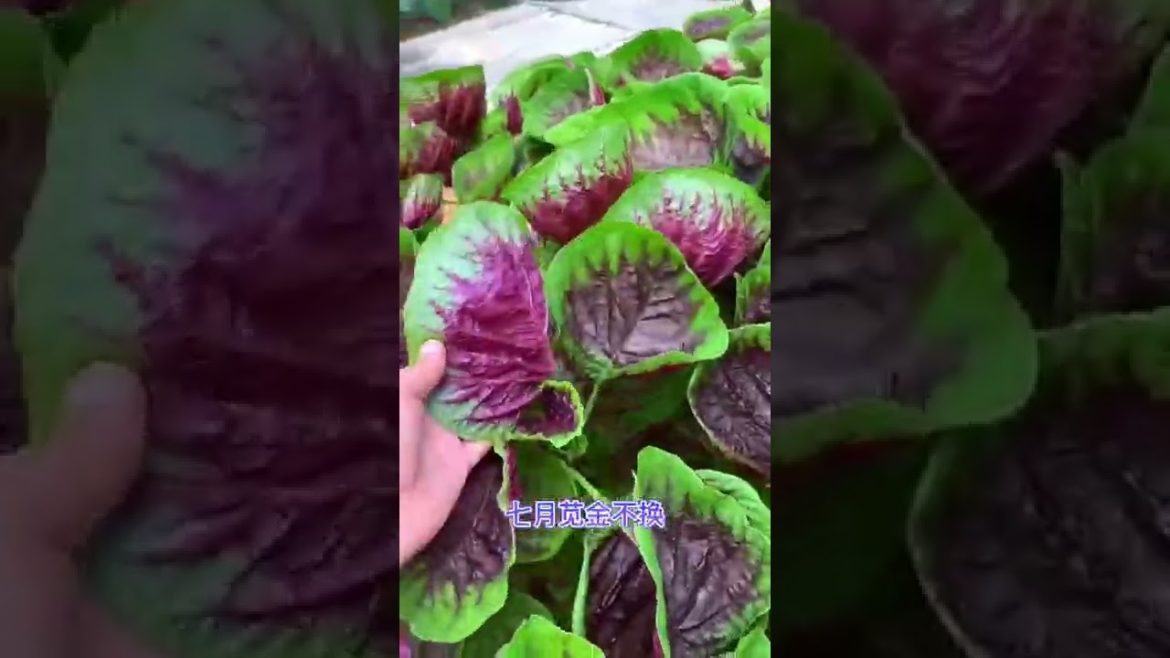 October 2022 Tips for garden at home with me October 2022 Tips for garden at home with me