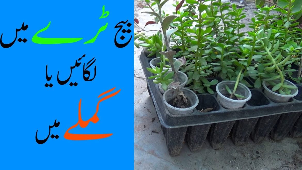 Seeds Tray Main Lagain Ya Gamle Main | Gardening Tips & Tricks | Kitchen Gardening
