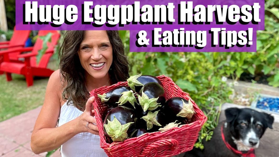 My Biggest Organic Eggplant Harvest EVER + Harvest and Eating Tips! 🍆