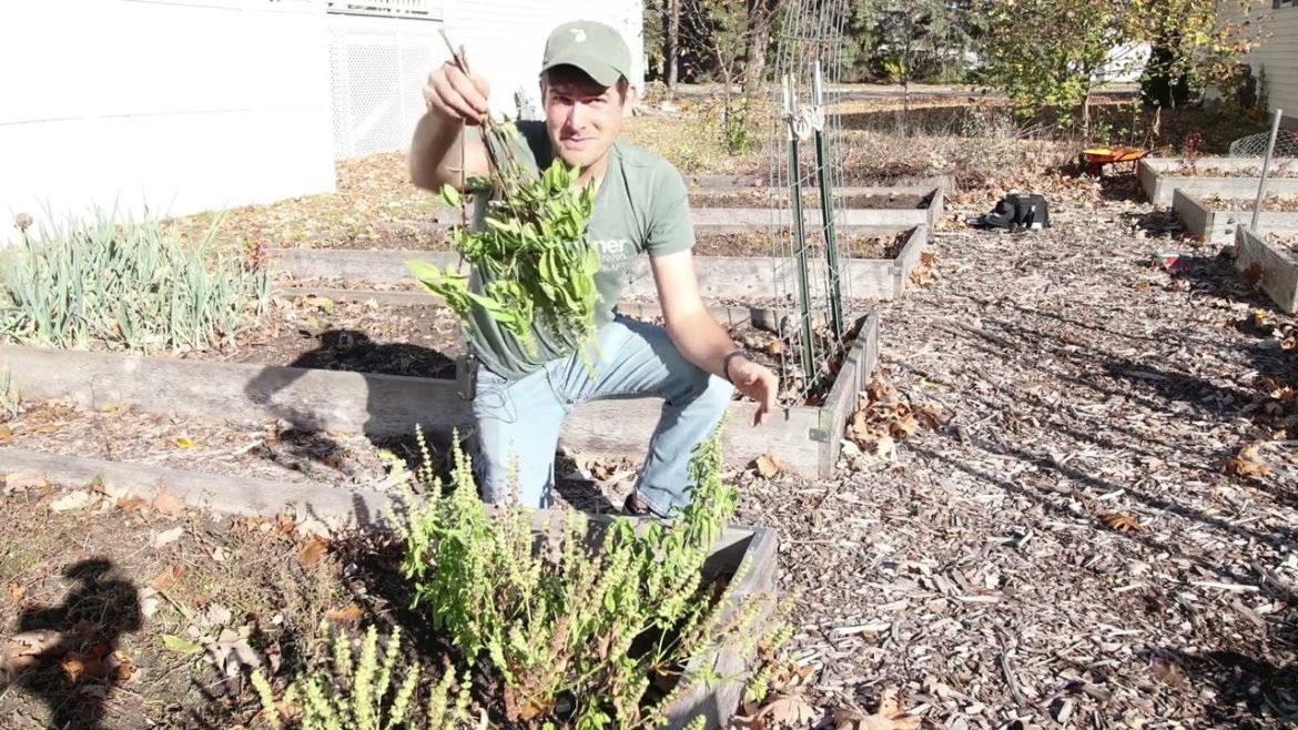 6 Crops You Can Hang to Finish Ripening