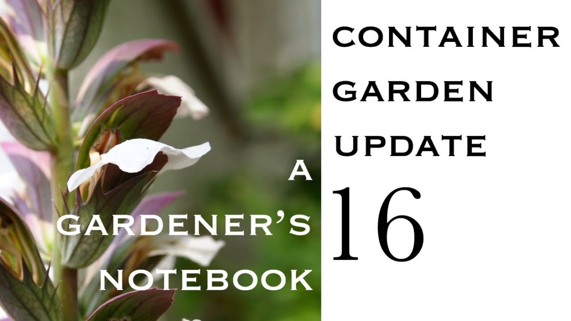 Container Garden Update 016 – Strawberries Ripening Container Garden Update 016 - Strawberries Ripening
