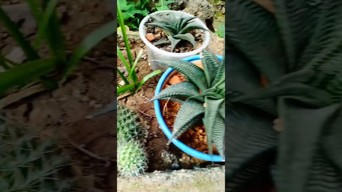 my haworthia limifolia plant collection #shorts my haworthia limifolia plant collection #shorts
