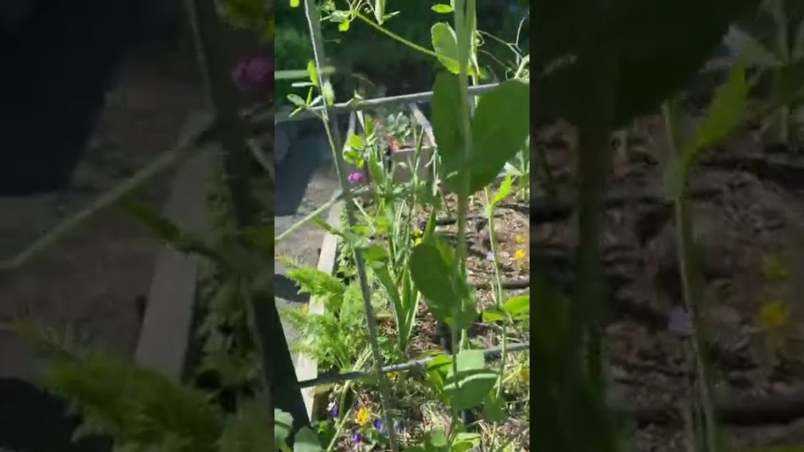 Tips For Growing Peas In Your Home Garden