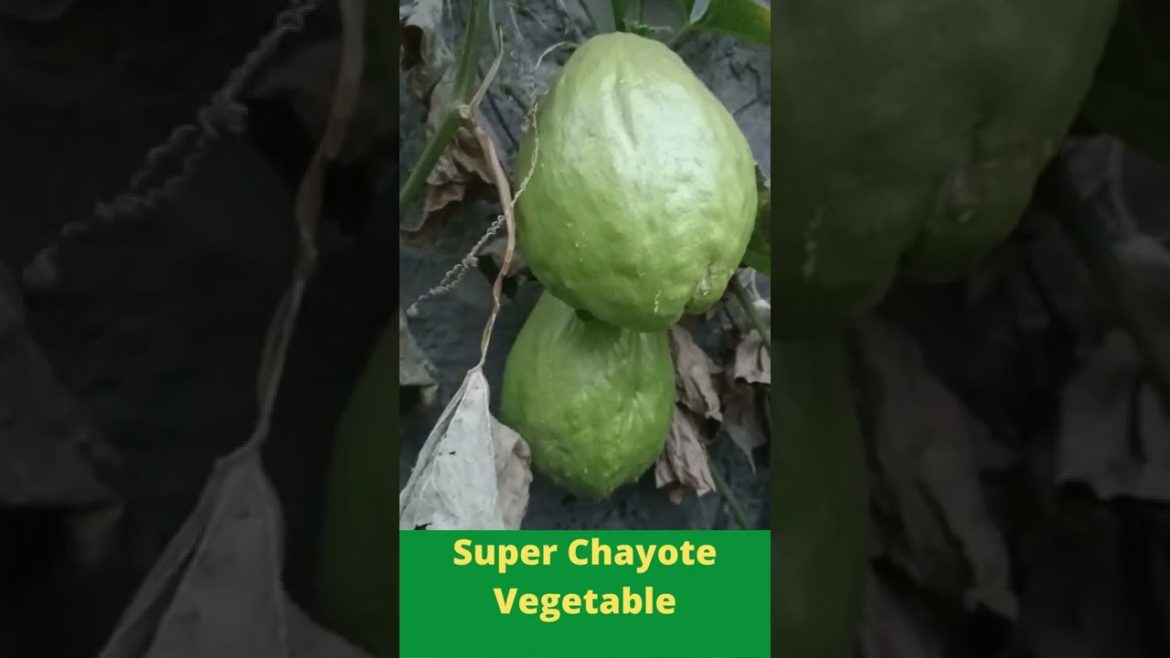 Super Chayote Vegetable #Shorts