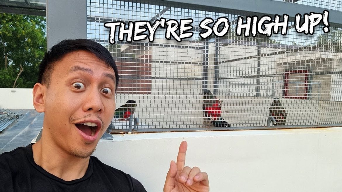 My Birds Finally Discover & React to The Roofdeck (Top of their Aviary) - Oct. 24, 2022 | Vlog #1568