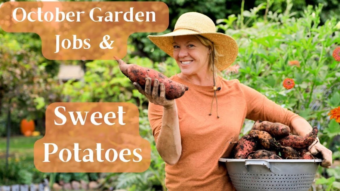 October Garden Tour, Must Do Jobs & Harvesting Sweet Potatoes October Garden Tour, Must Do Jobs & Harvesting Sweet Potatoes