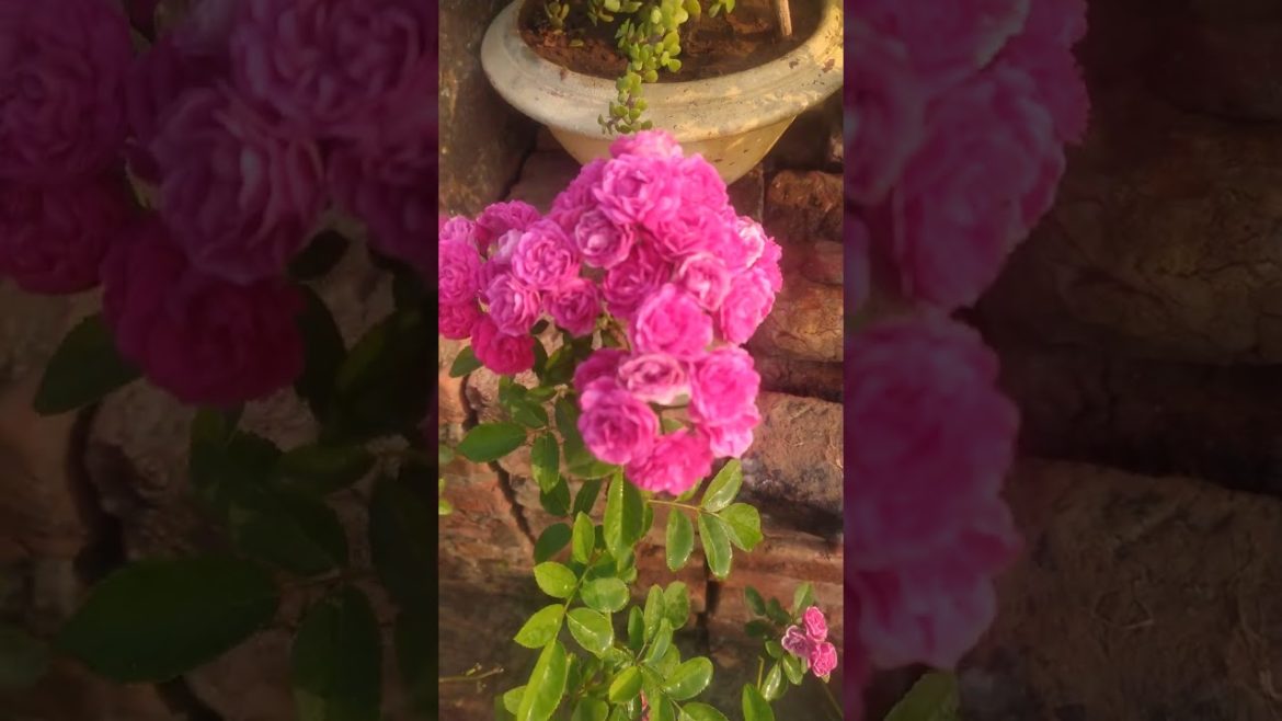 ऐसा पौधा जो घर की शान भराड़ऐ #gardeningtips#roseplantcare