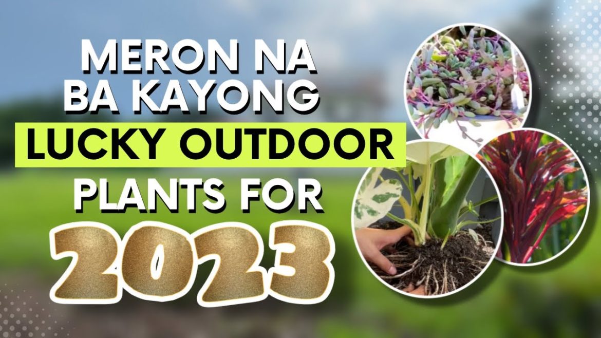MY TOP 8 LUCKY OUTDOOR PLANTS FOR 2023!