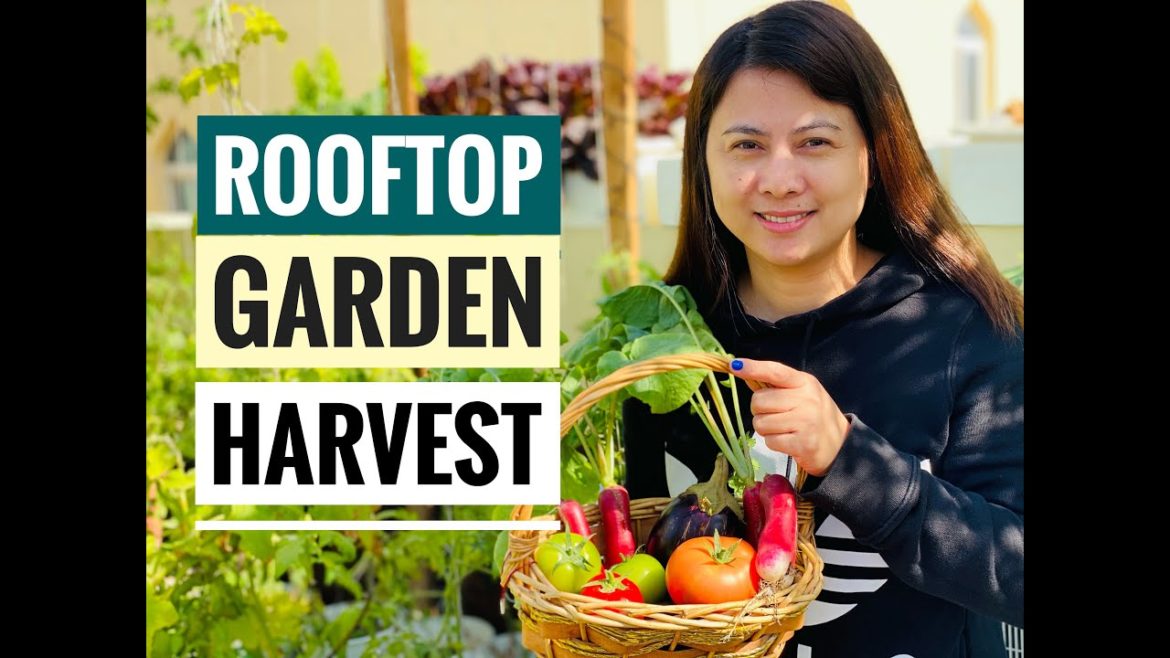 ROOFTOP GARDEN HARVEST | PANDEMIC CROPS | VEGETABLE GARDEN TOUR SERIES ROOFTOP GARDEN HARVEST | PANDEMIC CROPS | VEGETABLE GARDEN TOUR SERIES