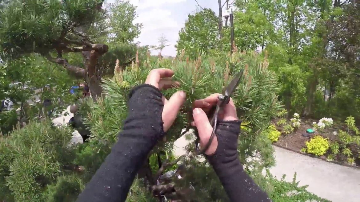 Pine Pruning in the Richard & Helen DeVos Japanese Garden