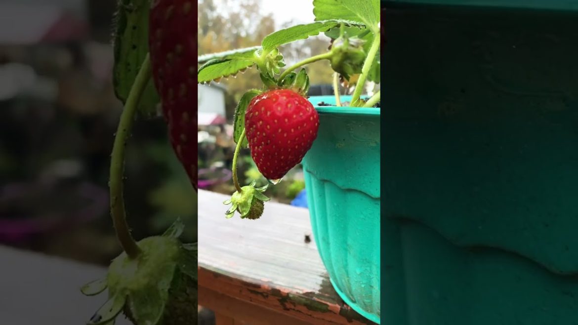 🍋🍓 #calamondinorange #Zone5 gardening #containergardening
