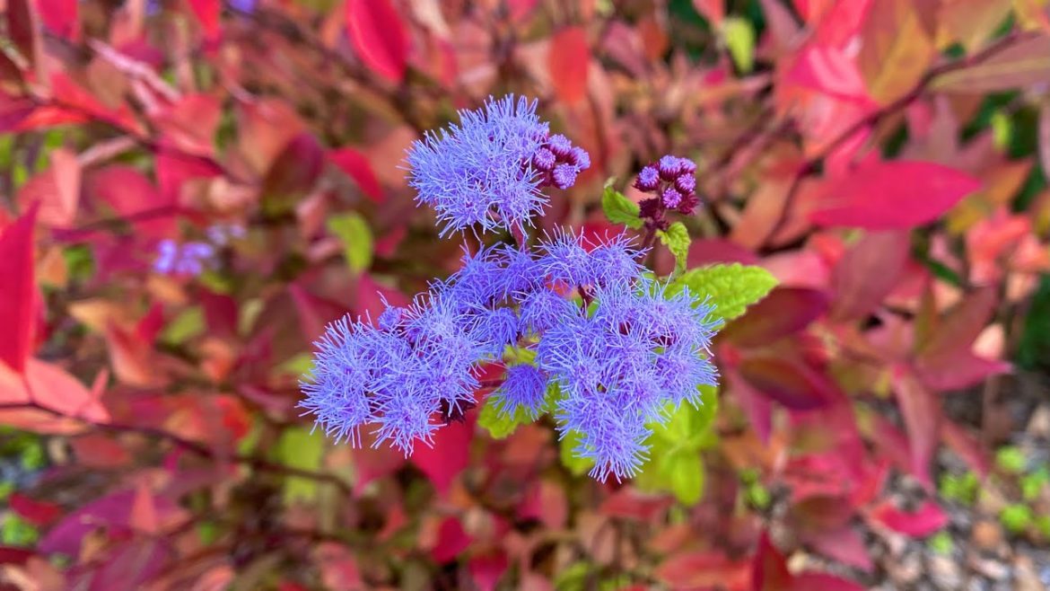 15 Beautiful Shrubs and Flowers for Fall Garden Color 15 Beautiful Shrubs and Flowers for Fall Garden Color