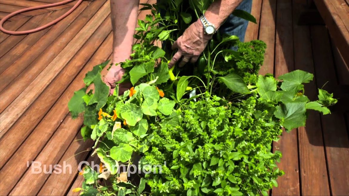 Vegetable Gardening in Containers Update