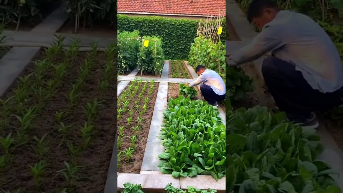 October 2022 Tips for garden  at home with me