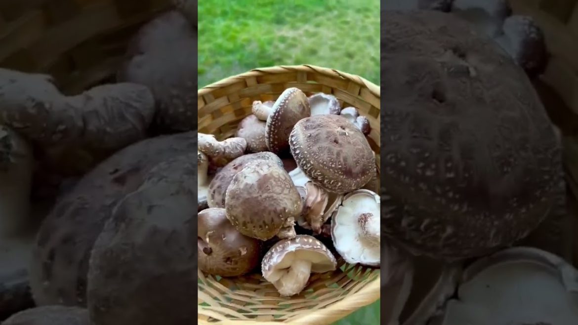Harvesting Shiitake Mushrooms from Logs! #shorts Harvesting Shiitake Mushrooms from Logs! #shorts