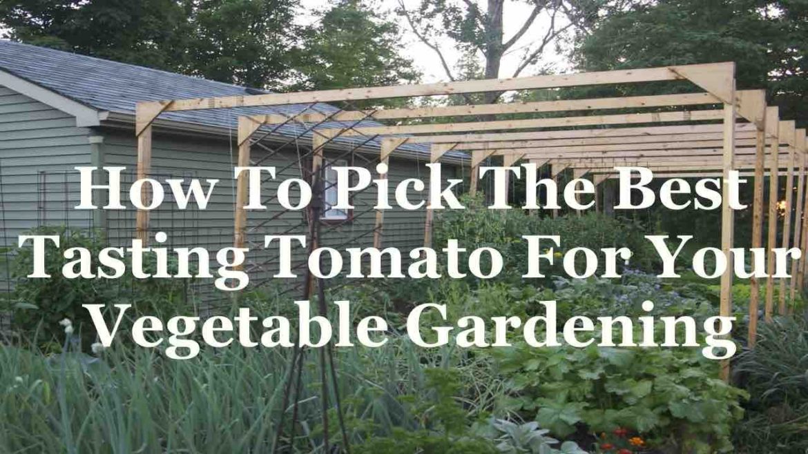 How To Pick The Best Tasting Tomato For Your Vegetable Gardening How To Pick The Best Tasting Tomato For Your Vegetable Gardening