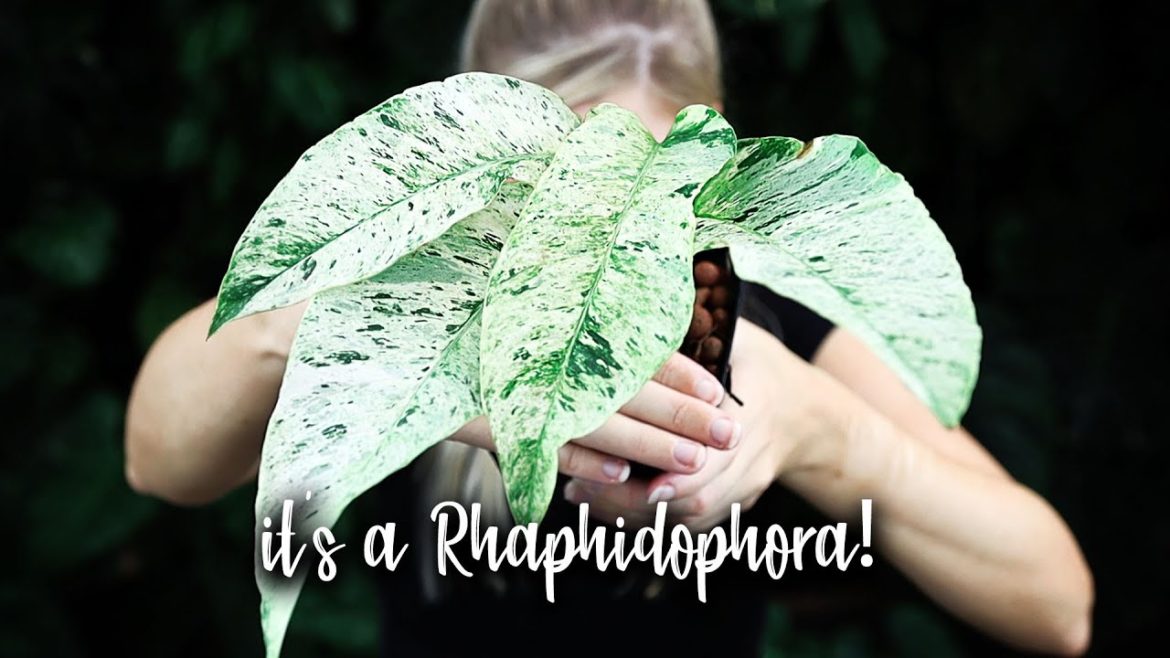 Plant Haul and some WEIRD Plant updates!