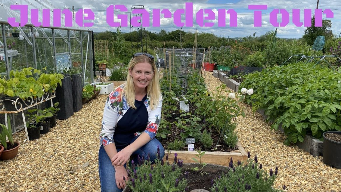Garden Tour At Gwenyn Gruffydd In June. Vegetable Gardening In Wales UK.